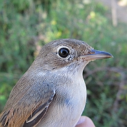 Törnsångare, Sundre 20120829